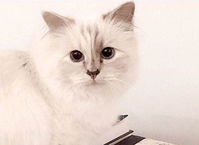 Кошка умершего модельера Лагерфельда может стать миллионером