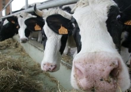 Производство молока в Рязани выросло на 13 тысяч тонн