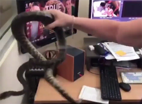 В Австралии змея проникла в редакцию телеканала