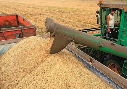 В 2014 году в Рязани планируют собрать 1,3 млн тонн зерна