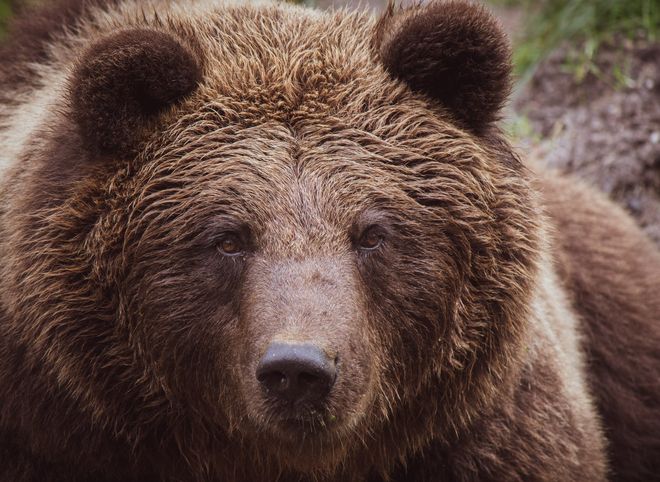 Рязанцы сообщили о нападении медведя на человека в Деулине