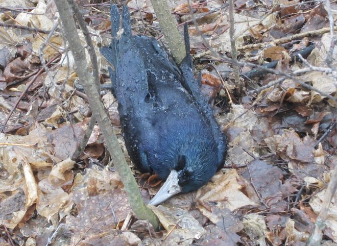 На окраине Рязани нашли десятки мертвых птиц