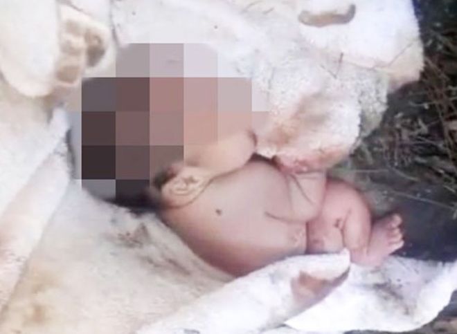 В Ростовской области женщину, родившую в кустах, судят за убийство младенца