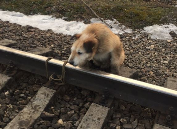 В Ленинградской области машинист спас собаку, привязанную к рельсам