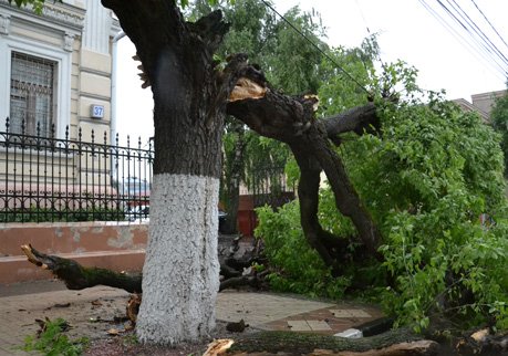 У здания рязанского облсуда на тротуар рухнуло дерево