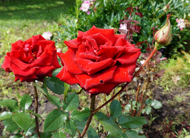 C клумб в центре Рязани украли 77 кустов роз