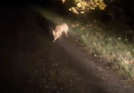Рязанец встретил лису у поселка Деулино (видео)