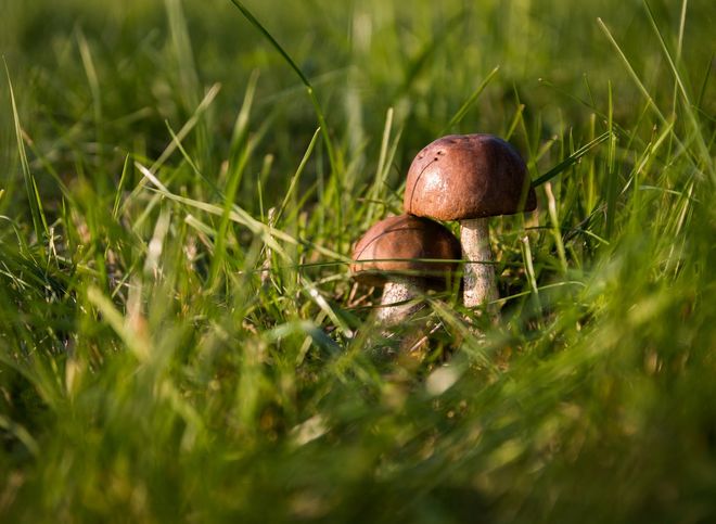 Минприроды опровергло информацию об ужесточении правил сбора грибов и ягод