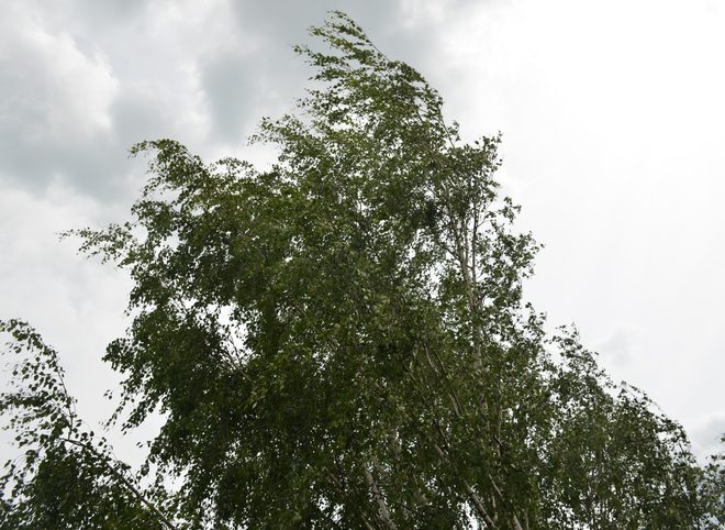 МЧС объявило на территории Рязанской области штормовое предупреждение