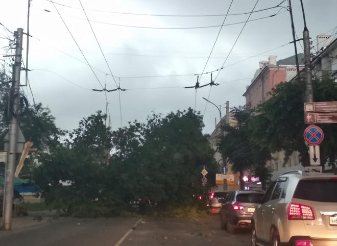 На улице Есенина упавшее дерево перегородило проезжую часть