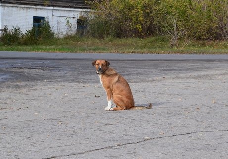 Булеков создал гуманный МУП для контроля за бездомными животными