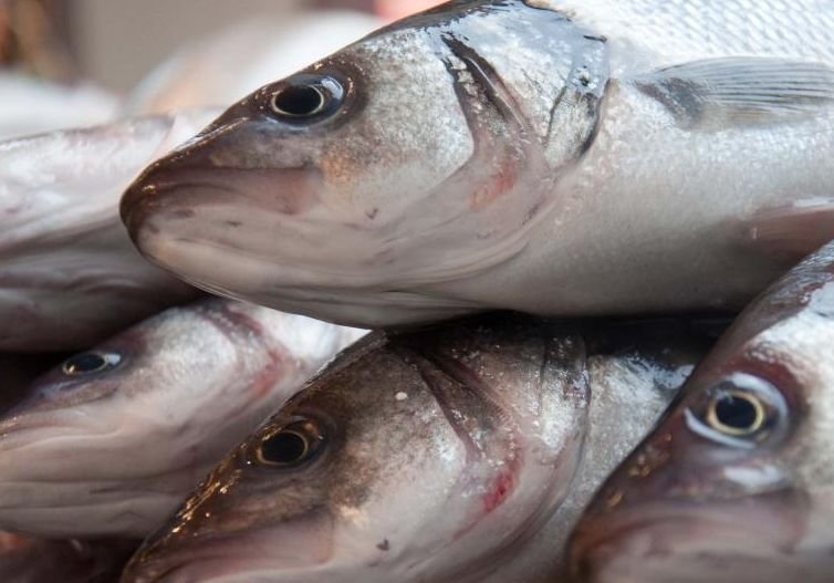 Россия в 2013 году увеличила производство рыбы на 15%
