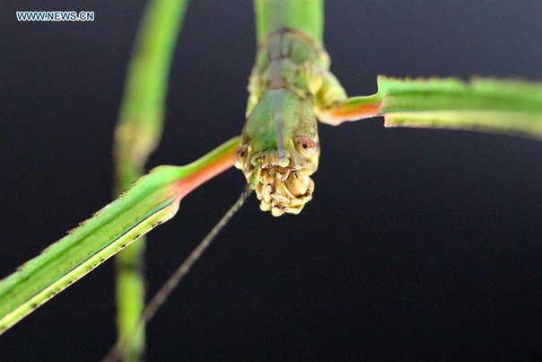 В Китае обнаружили самое длинное в мире насекомое