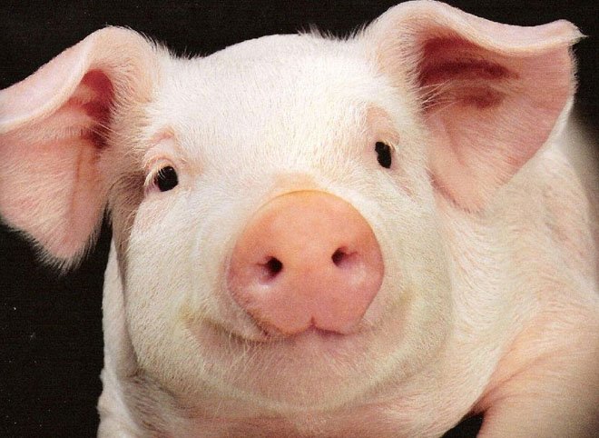 В Скопинском районе возведут свинокомплекс за 3,7 млрд