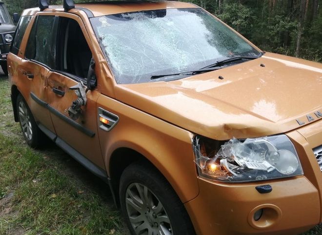 В Клепиковском районе водитель Land Rover сбил лося
