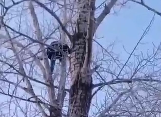В Омске мужчина изнасиловал девочку и пытался спрятаться от полиции на дереве