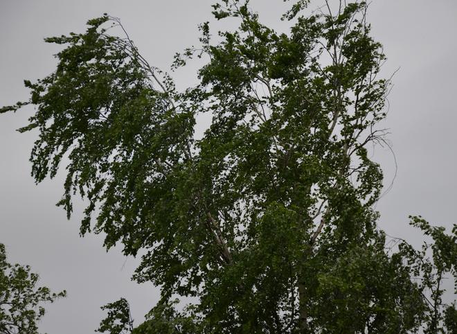 Жителей Рязанской области вновь предупредили о сильном ветре