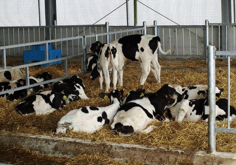 В Подвязье в марте запустят животноводческий комплекс