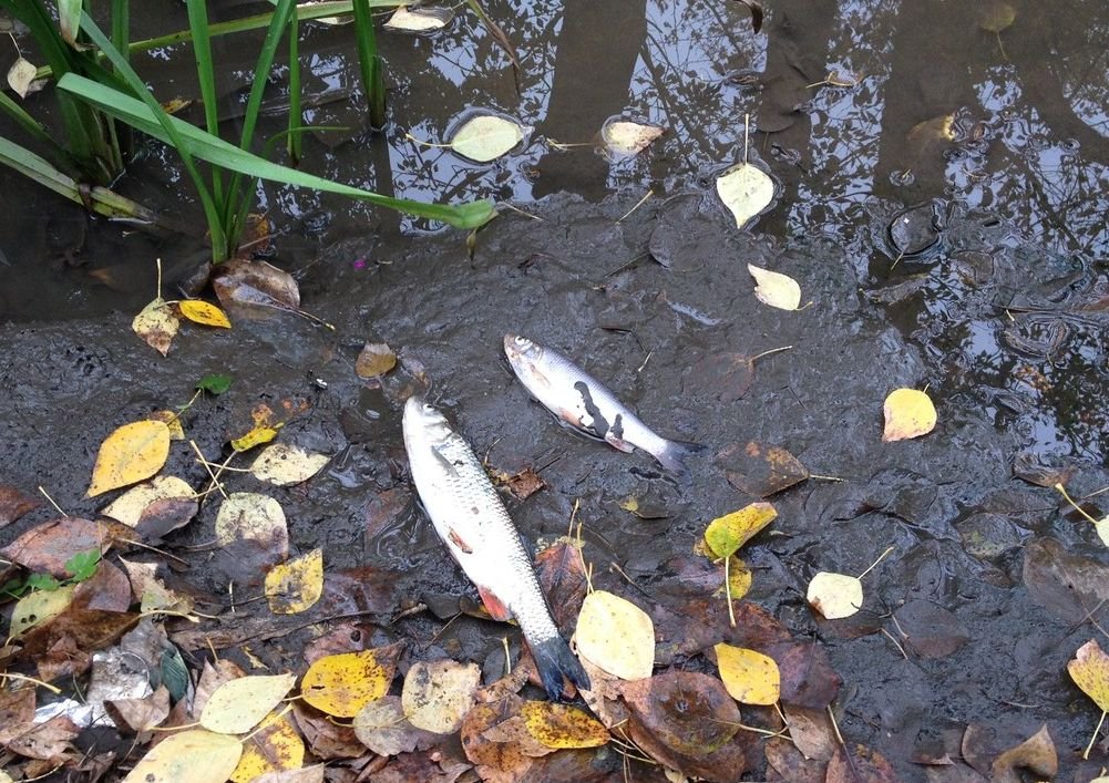 В рязанской реке снова гибнет рыба