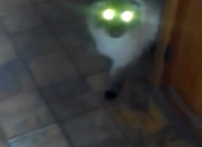 В сети набирает популярность видео с дьявольским котом