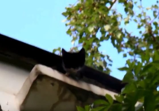 Рязанцы совместно с МЧС спасли котенка (видео)
