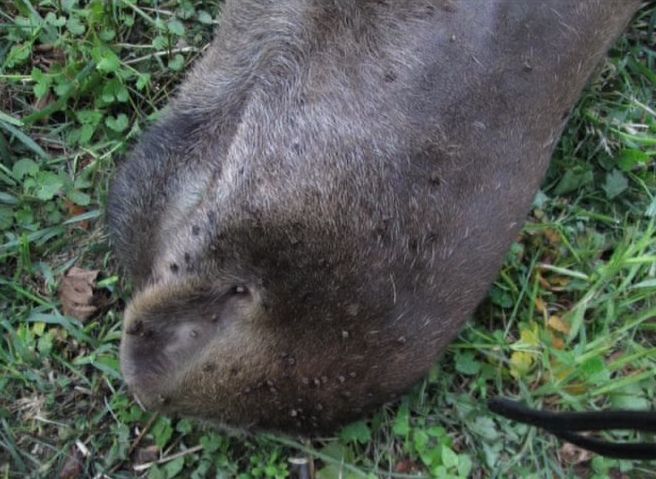 В Пронском районе клещи убили лося