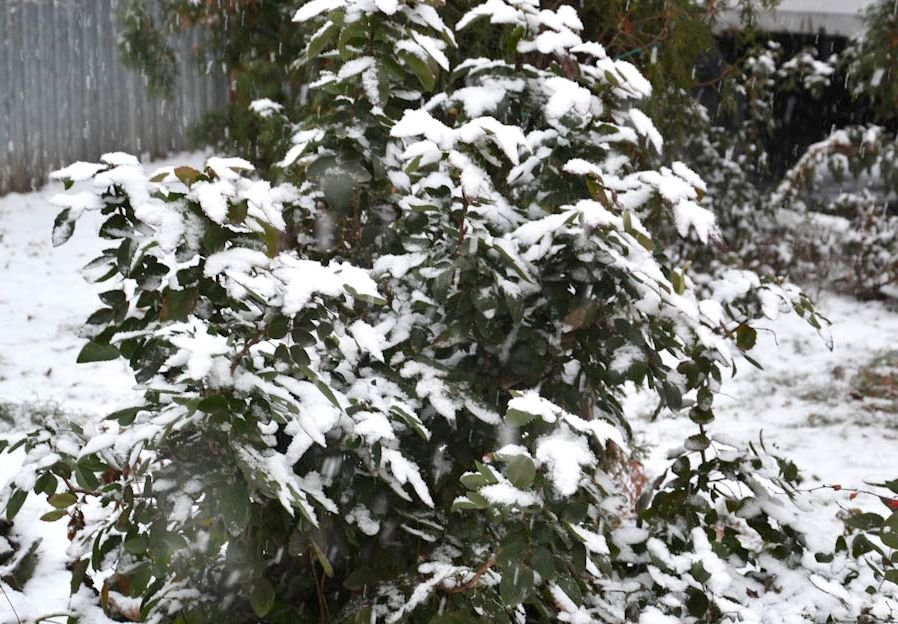 Gismeteo: в Рязанской области выпал первый снег