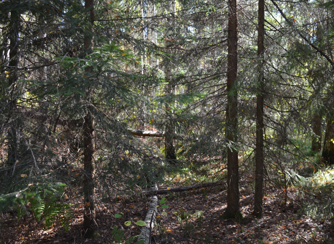 В лесу в Рязанской области пропали два человека