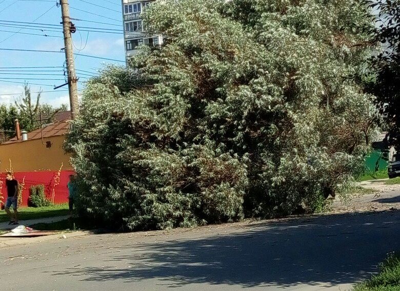 Соцсети: на улице Островского автомобиль снес дерево
