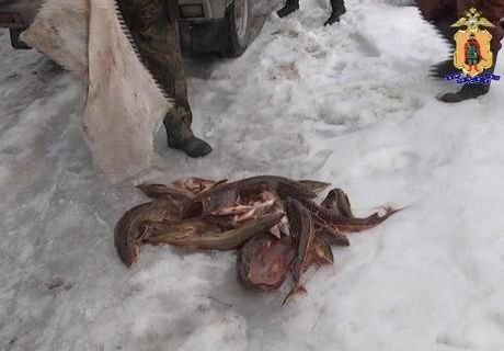 Под Рязанью поймали рыбака-браконьера