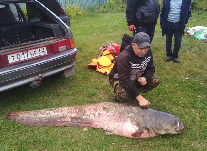В Рязанской области поймали сома весом 71 кг