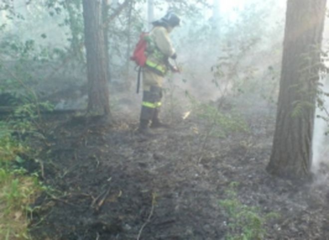 В Рязанской области загорелся лес