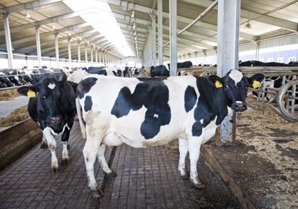 В Рязанской области на 3,4% выросло производство молока