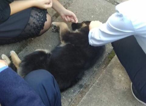 Соцсети: в Рязани живодер выкинул щенка из окна школы