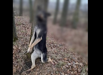 Полиция проводит проверку после обнаружения повешенной на дереве собаки