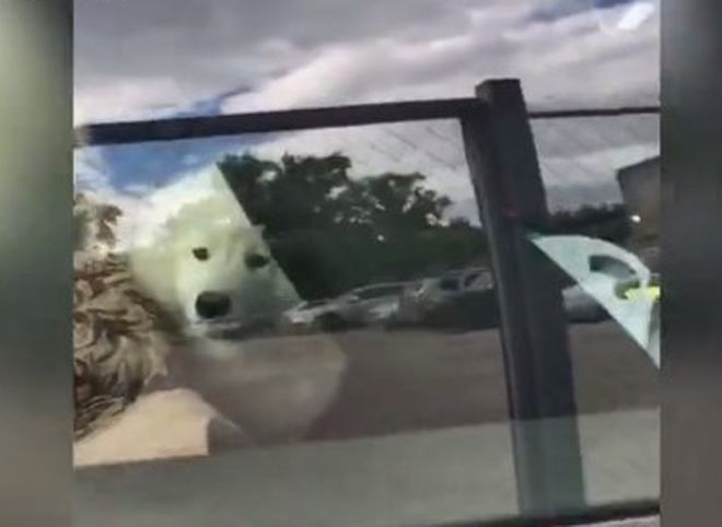 В Рязани машину эвакуировали вместе с собакой (видео)