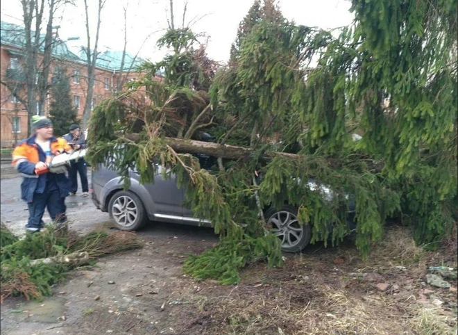 В Москве штормовой ветер повалил 125 деревьев, один человек погиб