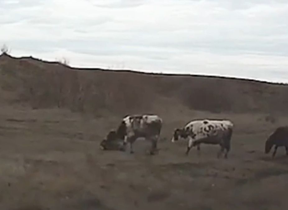В Ставропольском крае бык растерзал пастуха (видео)