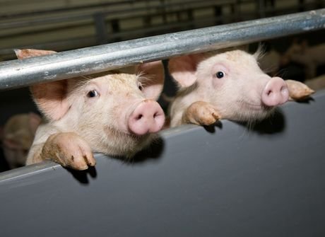 Рязанский свинокомплекс получил 83 млн компенсации за гибель животных