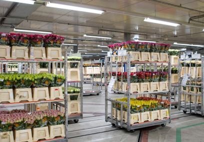 Россия может ограничить реэкспорт цветов из Голландии