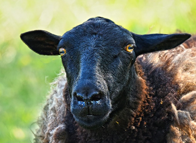 Рязанская горветстанция предупредила об оспе у овец и коз