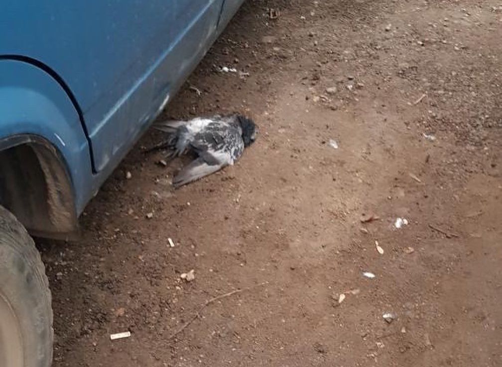 В Приокском погибли птицы