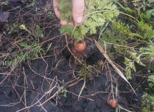 В селе под Рязанью начали собирать урожай моркови