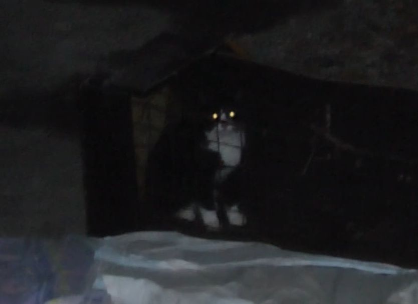 В Рязани живодерка отлавливает кошек, приманивая их валерьянкой