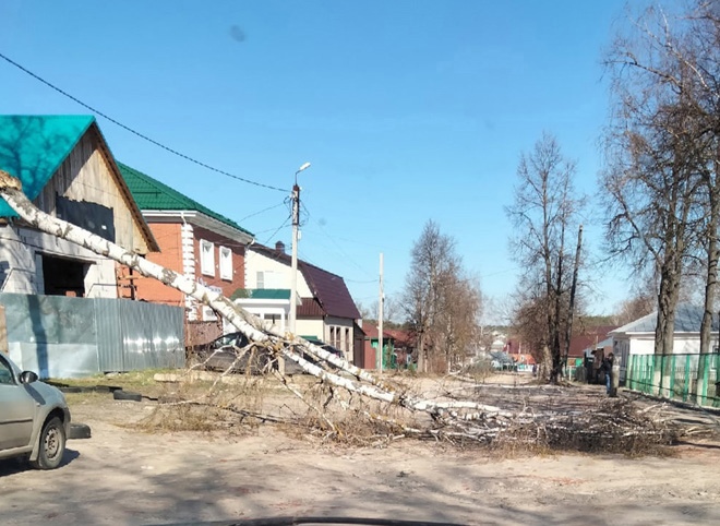 Около школы в Касимове рухнуло дерево