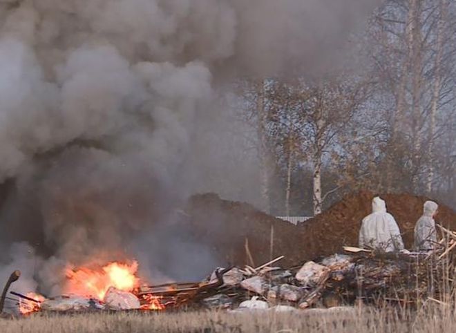 В Рыбновском районе сожгли почти 20 тонн свинины