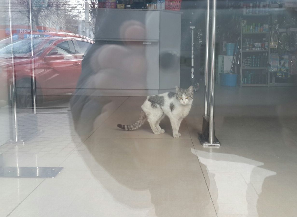 В магазине на улице Дзержинского заперли кота