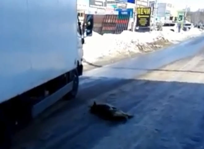 В соцсети опубликовано видео с отловом собаки на окраине Рязани
