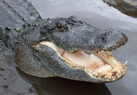 Во Флориде поймали аллигатора, убившего ребенка
