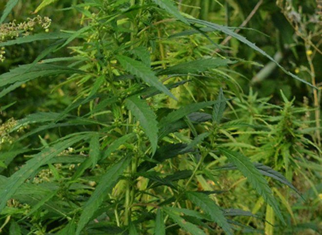 Рязанские полицейские изъяли более килограмма растительных наркотиков